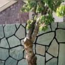 پیمانکاری مرادی، فروش و اجرای سنگ لاشه و مالون در دماوند